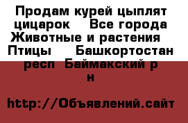 Продам курей цыплят,цицарок. - Все города Животные и растения » Птицы   . Башкортостан респ.,Баймакский р-н